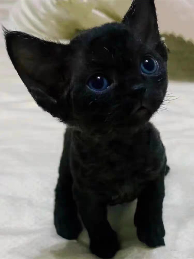 猫舍直销,批发价出售,德文卷毛猫